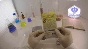 Астра Пампушка Клубника Со Сливками. Гавриш