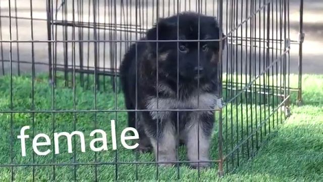 💤German Shepherd bush coat female puppy available 💤#chennai #dogs #puppies #thuglife смотреть онлайн