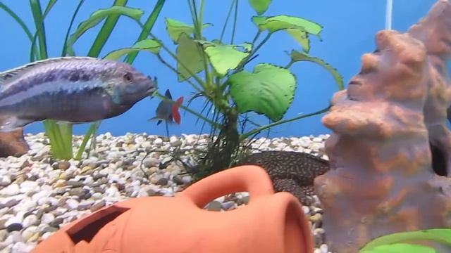 Лабео двухцветный в аквариуме. Совместимость, содержание. смотреть онлайн