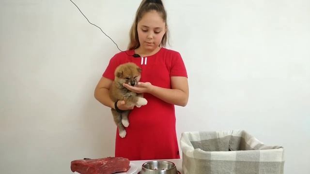 Первый прикорм щенка. смотреть онлайн