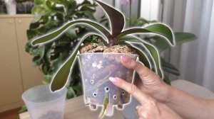 ДВОЙНЫЕ горшки для орхидей ЗЛО или...?