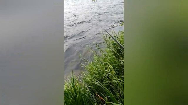 Рыбалка на реке Анюй .Хабаровский край 19.07.2022 смотреть онлайн