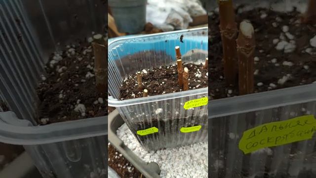 Экспиремент- черенкую гортензию в перлите и торфе древесным черенком!!! смотреть онлайн