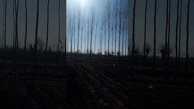 Семена лука чернушка сорт Штуттгартер ризен смотреть онлайн