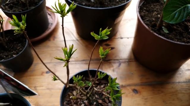 Обзор САДА . Гортензии и другие растения в АПРЕЛЕ. смотреть онлайн