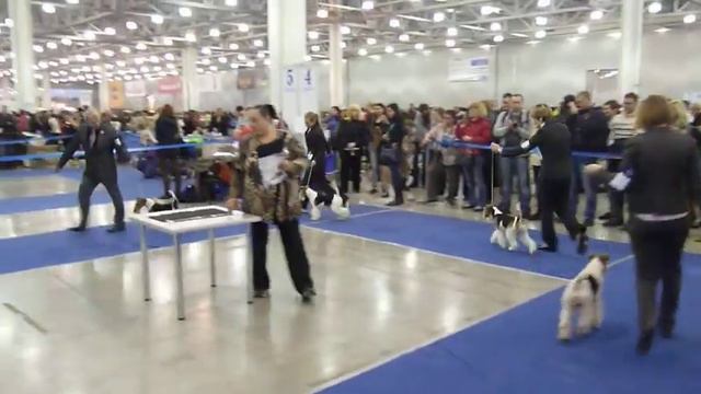 Best of breed - Blackdale Irish Mac, Koroh Qvality Nik Nikolas, Koroh Qvality Naomi, Als Bar Felix смотреть онлайн