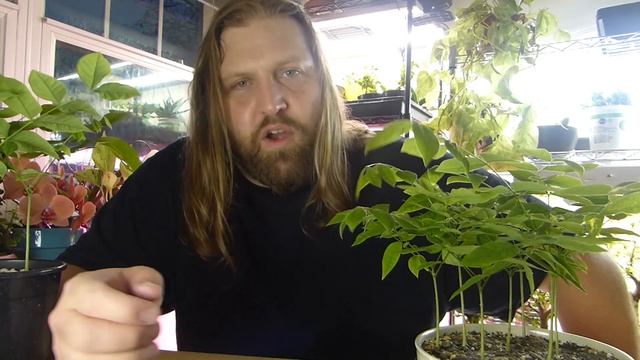 Growing trees from seed.Kentucky Coffeetree scarification and germination. Starting a bonsai forest смотреть онлайн