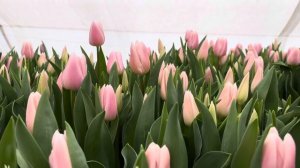 Тюльпан Gabriella🌷Вигонка тюльпанів🌷Габрієла🌷