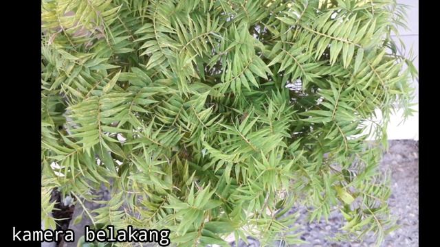 Review Samsung Galaxy J4 Indonesia смотреть онлайн