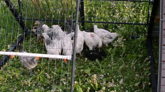 Куры-несушки. От яйца до яйца. Выращивание и содержание кур подробно. смотреть онлайн