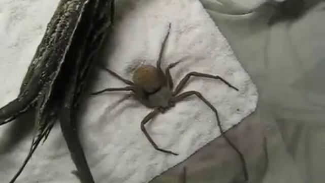 паук и кока смотреть онлайн