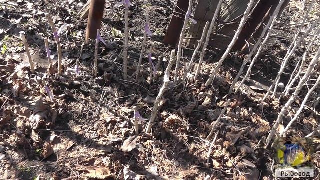 Прививка фундука на медвежий орех смотреть онлайн