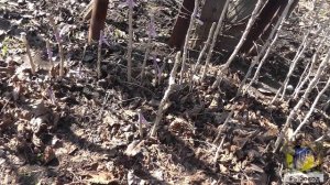 Прививка фундука на медвежий орех