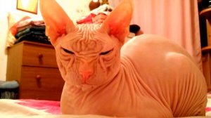 Лысый кот зевает))