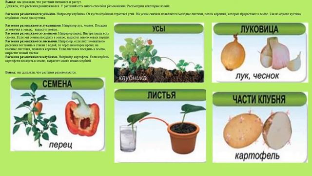 Естествознание 4. О чем говорят растения? 0 класс смотреть онлайн
