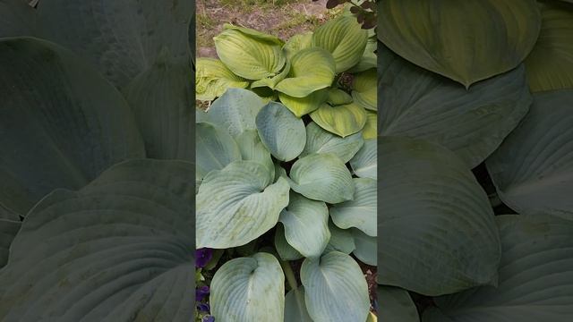 Тру Блу. Брессенгем Блу. Глукамоле. Сам энд Субстант. смотреть онлайн