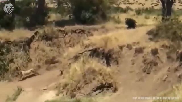 10 Animals who can kills the Lion, Wild Animals Attack смотреть онлайн