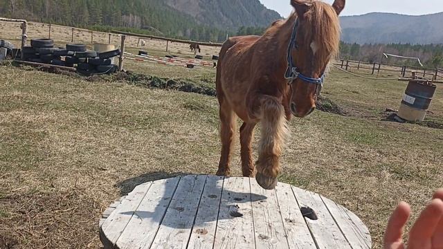 Хрусталь не в духе, не хочет заниматься?(1) смотреть онлайн