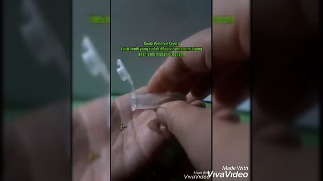 UNBOXING & REPACKING PETUNIA IMPORT