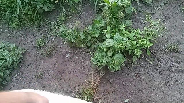 место передержки брошенных животных смотреть онлайн