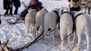 День Оленевода 2019 (г. Надым)