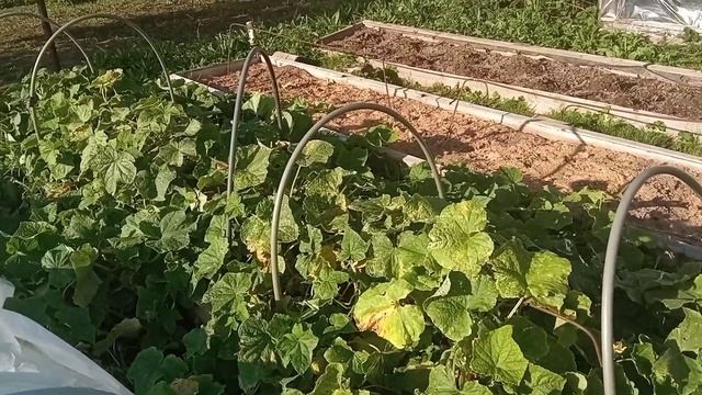 Огурцы, мох, папоротник и ревень!!!! ???? смотреть онлайн