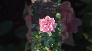 Ред Ай и Бурбон Стрит rosebushes.ru  саженцы роз