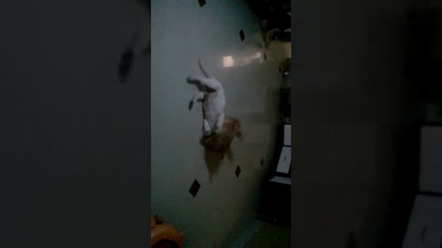 Cocker Spaniel & Labrador Puppies WWE part 2 смотреть онлайн