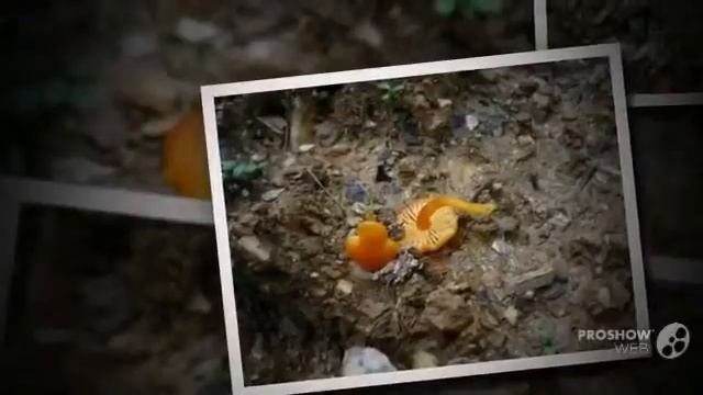 Hygrocybe miniata - fungi kingdom смотреть онлайн