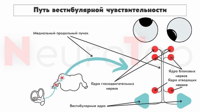 Черепные нервы. Преддверно-улитковый нерв Vlll смотреть онлайн