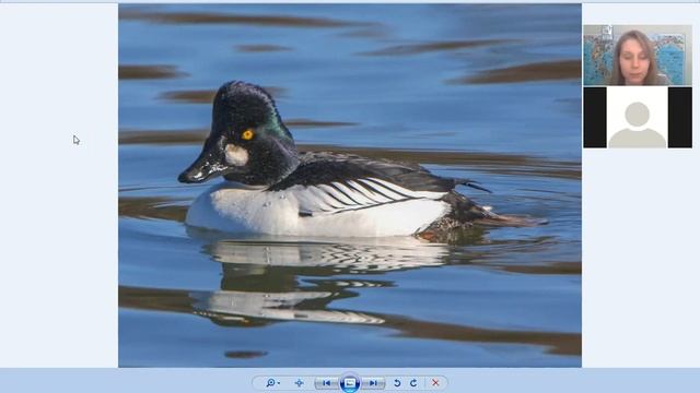 Чем кормить уток зимой? смотреть онлайн