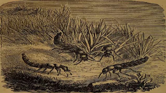 Woman In White - Version 2 | Wilkie Collins | Crime & Mystery Fiction, Family Life | English | 1/20