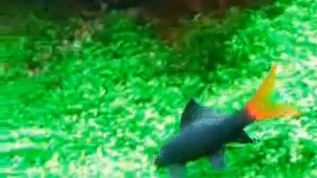 Redtail shark tank - Epalzeorhynchos bicolor - Labeo Bicolor смотреть онлайн