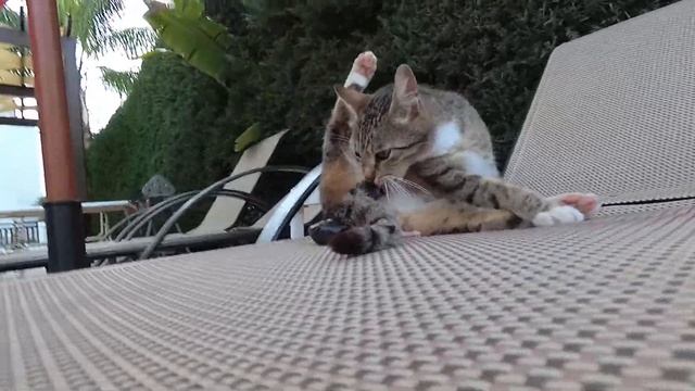 Протарас Кипр .Кошка родила котенка смотреть онлайн
