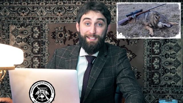 Уголовка за лося/Яйца баклана/Медведь убийца/Учет животных/Дикие новости смотреть онлайн