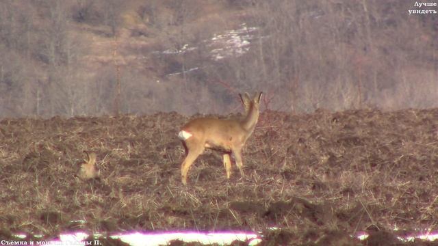Косули на поле отдыхают и пасутся || Roes resting on the field смотреть онлайн