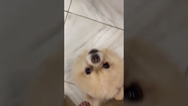 Шпиц подстрижений под мишку , как лает померанский шпиц . смотреть онлайн