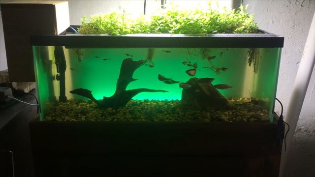 20 Gallon Long + Aquaponic Garden + Current USA Serene Background смотреть онлайн