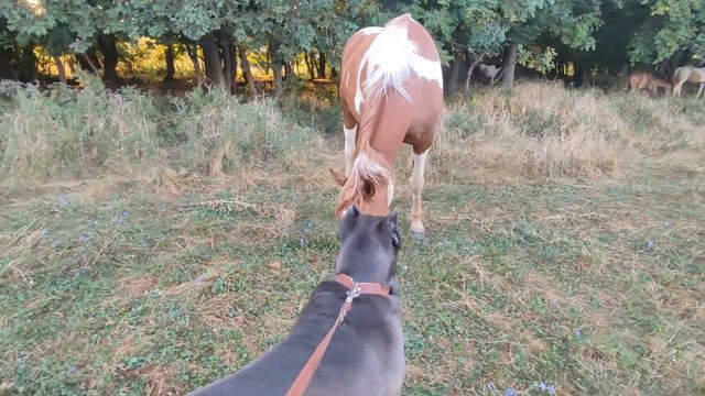 Хороший, хороший, а Ты злой! смотреть онлайн