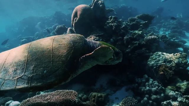 Под водой /Нежная музыка и видео/Успокаивает нервную систему.RELAX смотреть онлайн