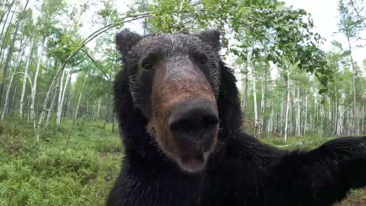 Медведь облокотился. смотреть онлайн