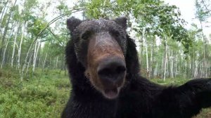 Медведь облокотился.