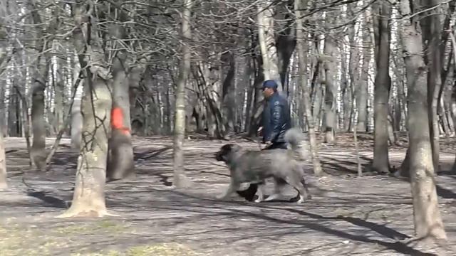Поведение собак. Влияние типа конституции на темперамент и движения собаки смотреть онлайн