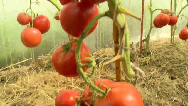 06 - «Золотое Малиновое Чудо» из Вологды смотреть онлайн