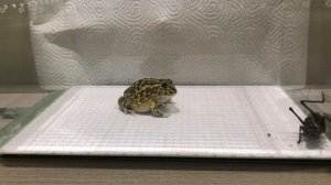 Африканская лягушка-бык против гигантских кузнечиков 洲牛蛙 vs 巨型蚱蜢现场喂养警告