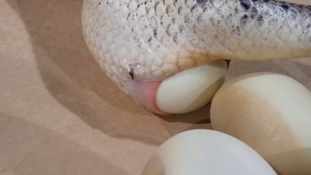 How Giant Python Laying Eggs And The Eggs Hatching смотреть онлайн