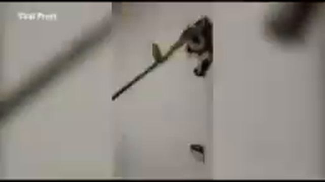 Massive 15ft long python found hiding in living room wall after homeowner hears odd hissing noise смотреть онлайн