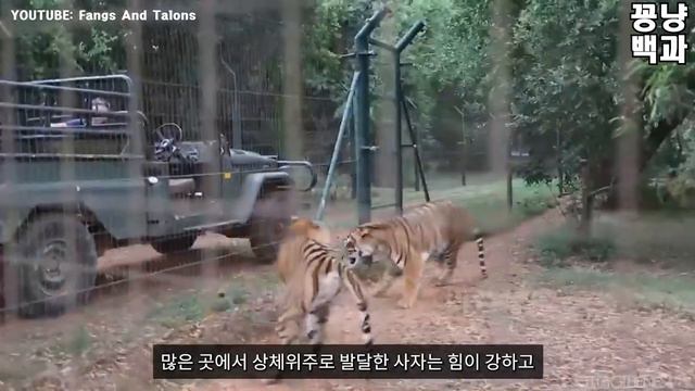 사자 vs 호랑이 드디어 만났다.. 지상 최강의 동물 승자는 누구일까? смотреть онлайн