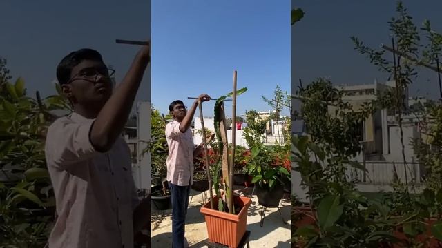 Dragon fruit plant смотреть онлайн