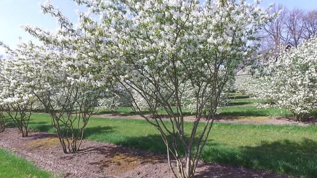 Amelanchier lamarckii - Krentenboompje смотреть онлайн